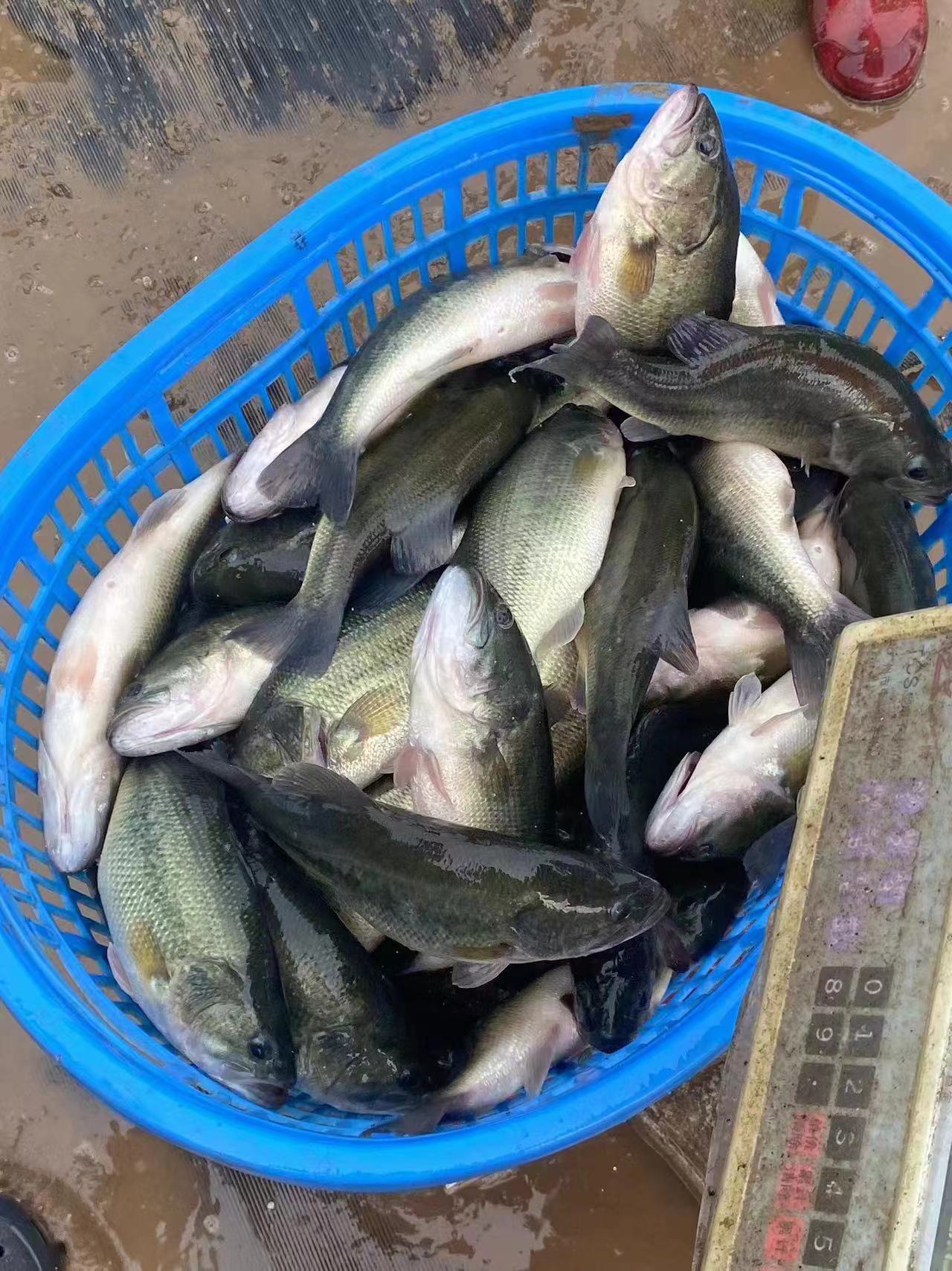 水產(chǎn)養(yǎng)殖納米銀抗菌水溶液實用反饋，效果明顯！