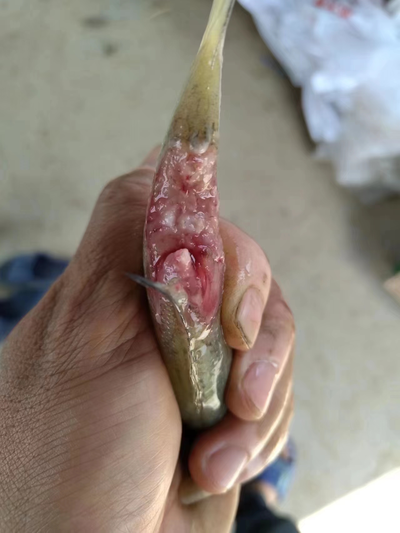 水產(chǎn)養(yǎng)殖納米銀抗菌水溶液實用反饋，效果明顯！