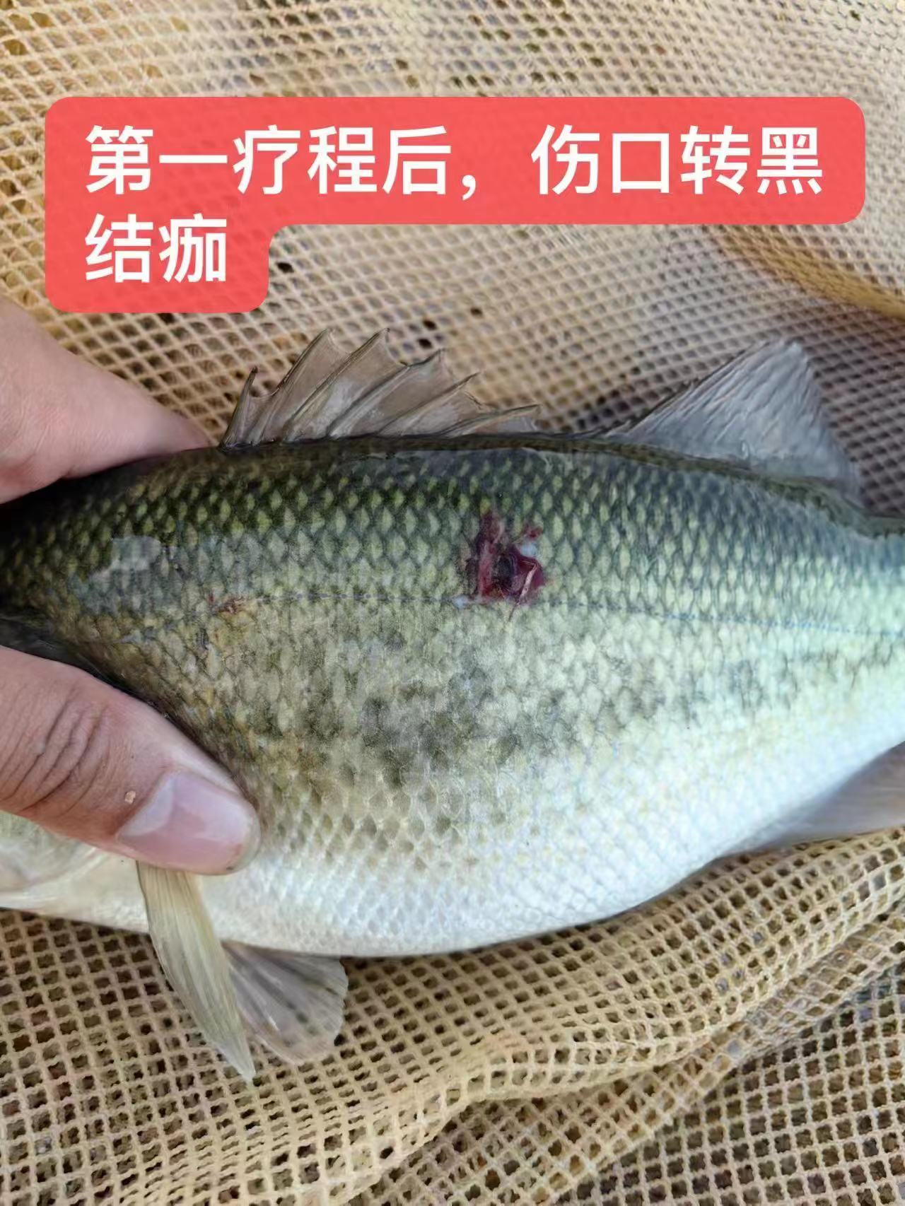 水產(chǎn)養(yǎng)殖納米銀抗菌水溶液實用反饋，效果明顯！
